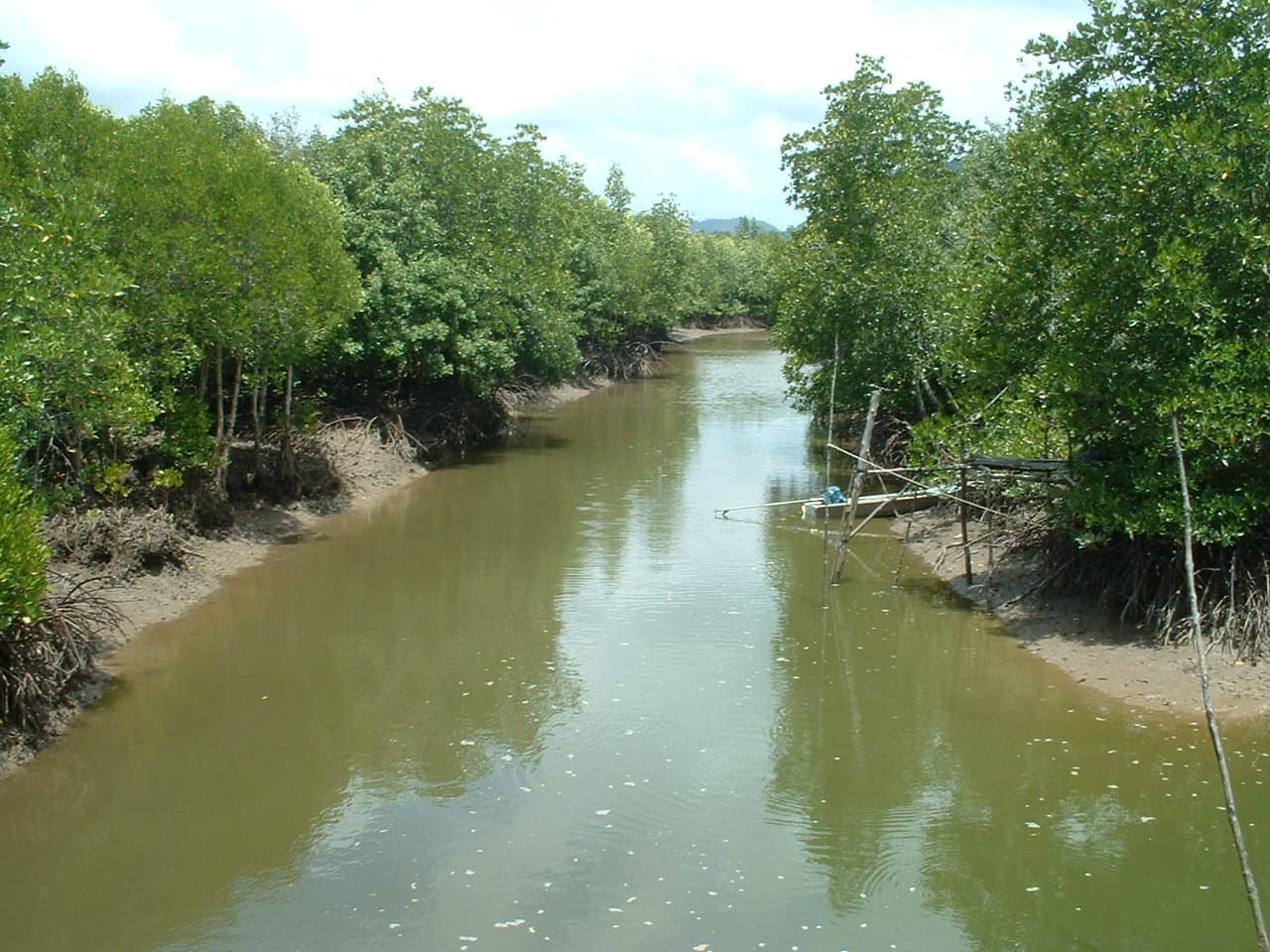 Mangrove forest at Koh Lanta, Krabi, Thailand