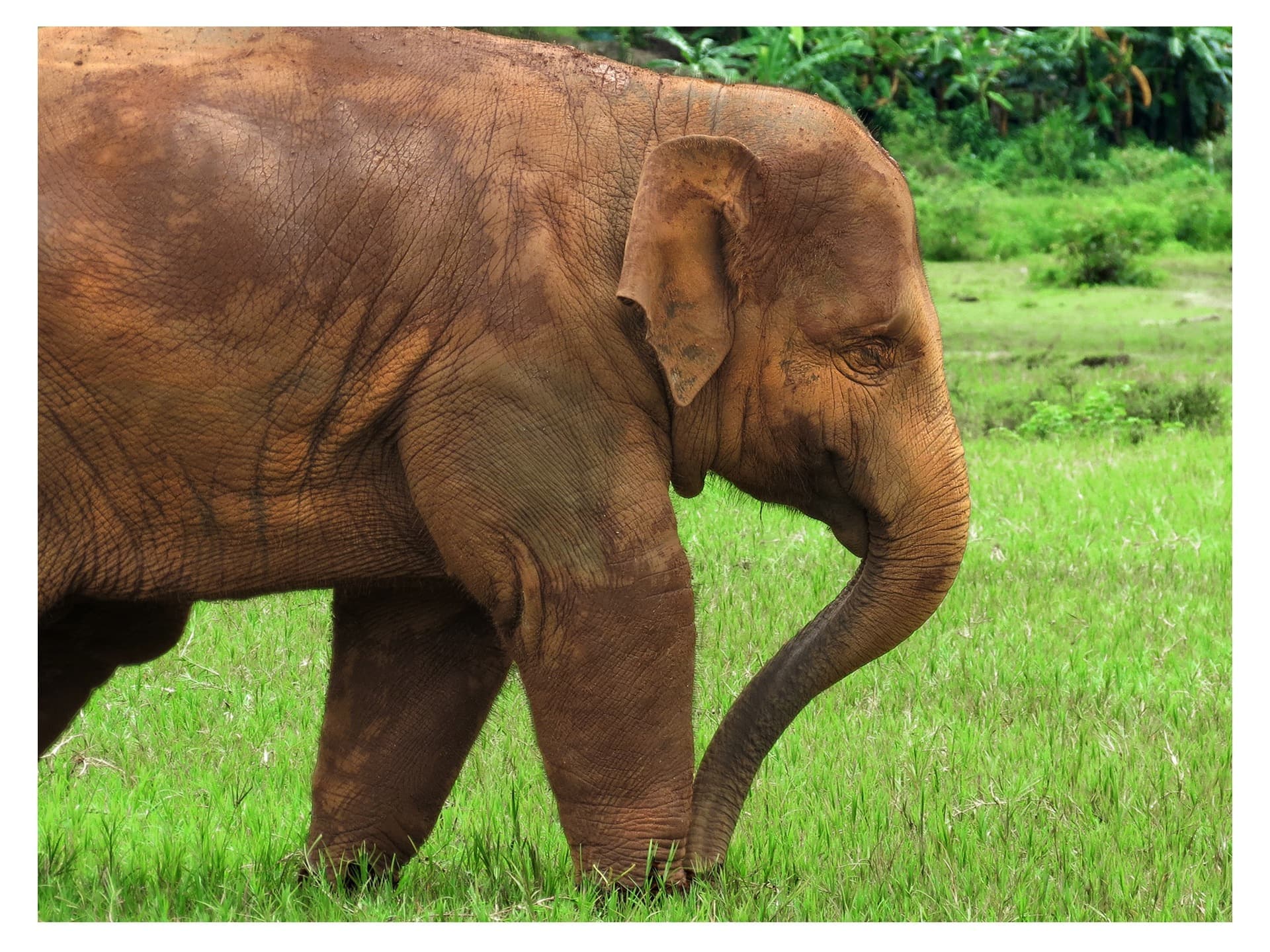 Following Giants Elephant Sanctuary