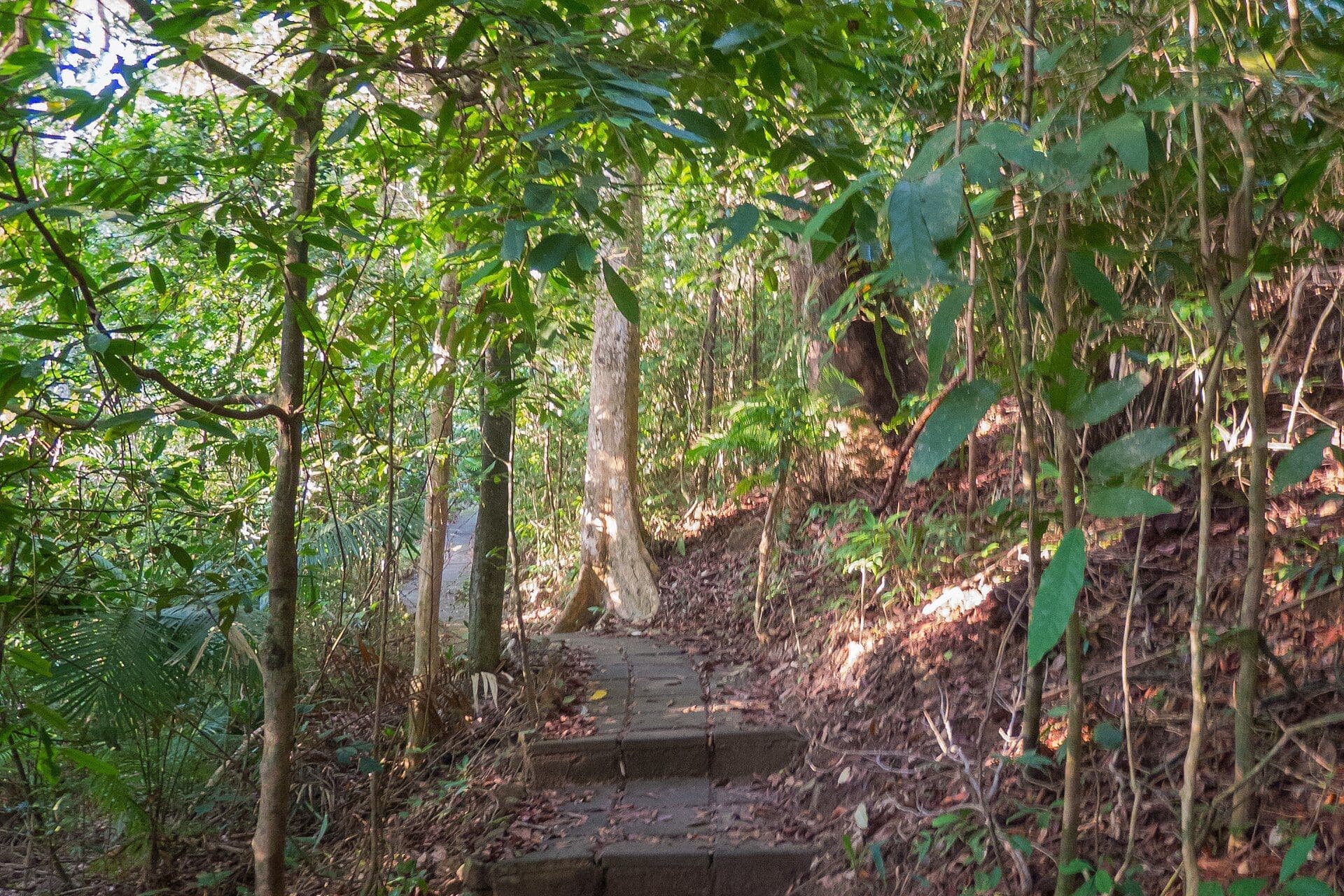 Jungle scenery on Koh Lanta, Krabi, Thailand