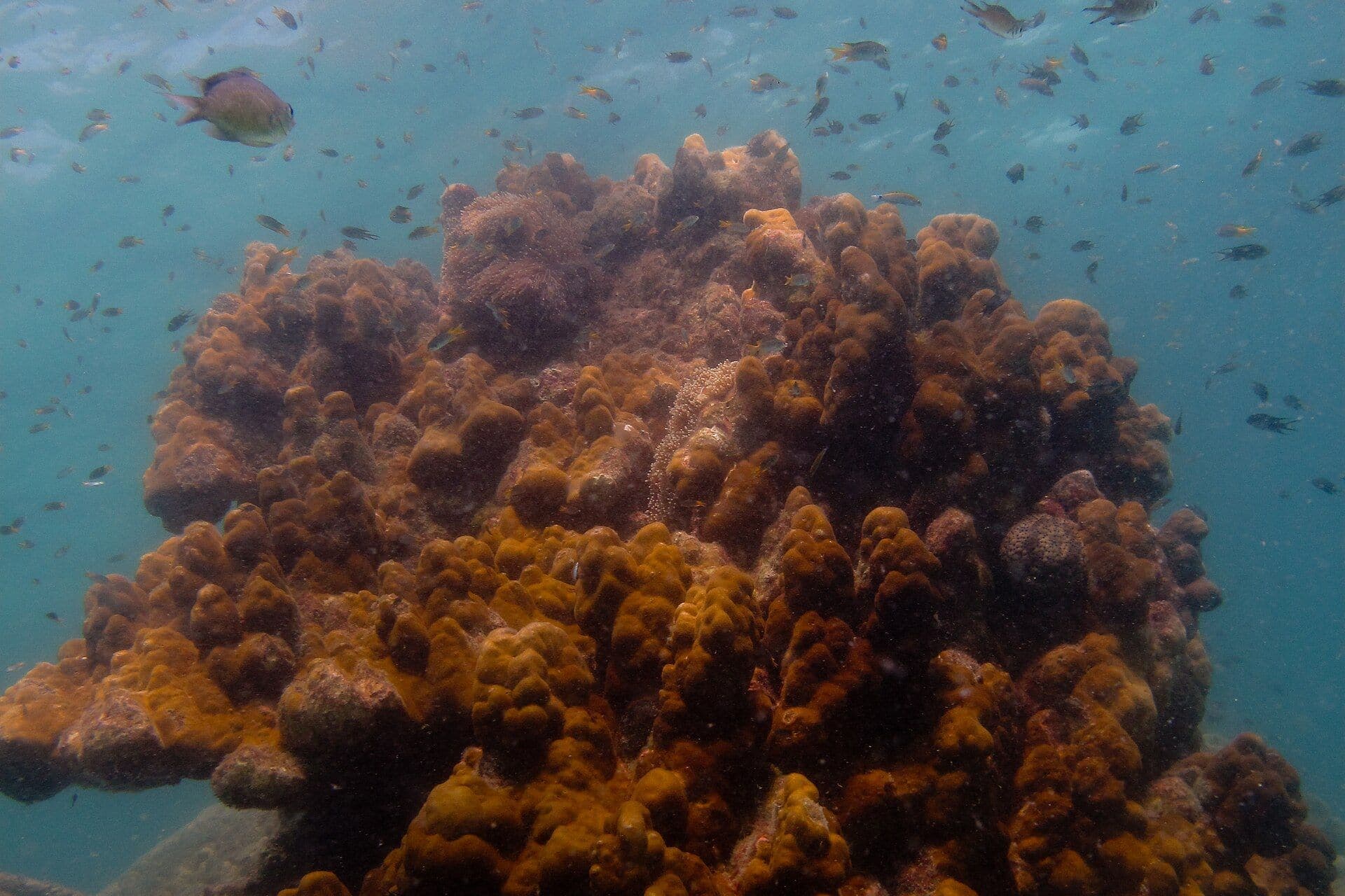 Snorkelling near Koh Rok and Koh Ha, Krabi, Thailand