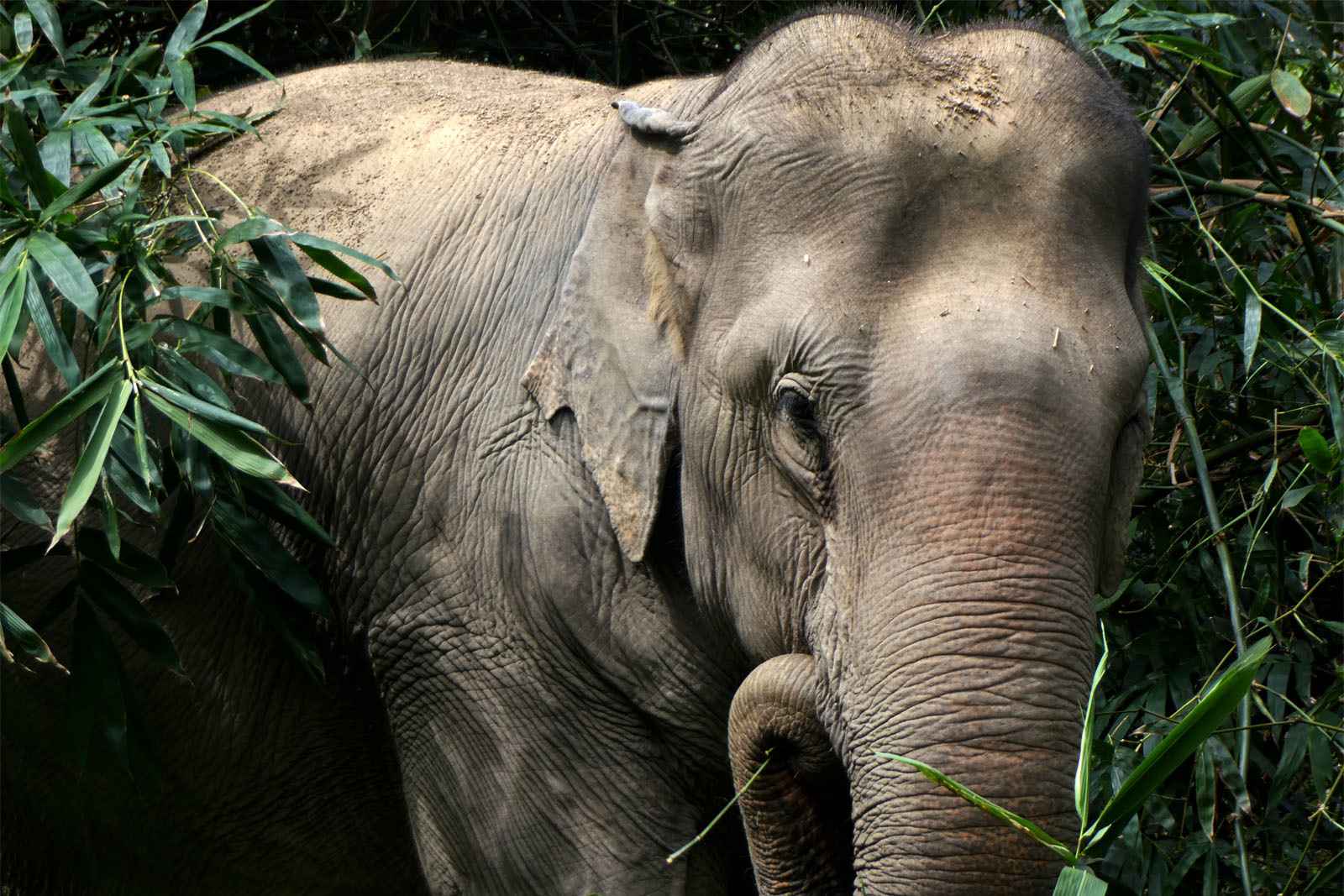 Half-Day Jungle Walk with Elephants