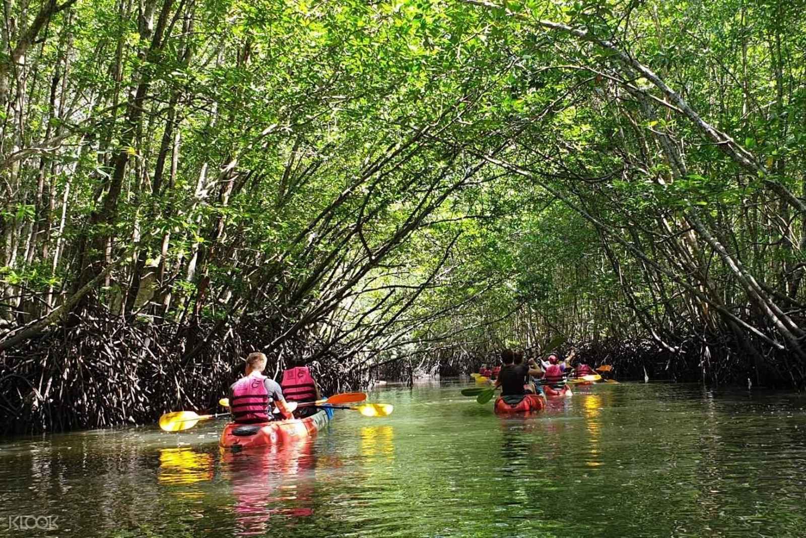 Half-Day Mangrove Kayaking Tour with Lunch